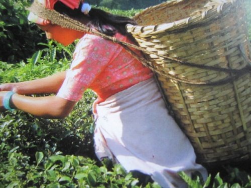 ORGANIC TEA FROM SRI LANCA… tea picker