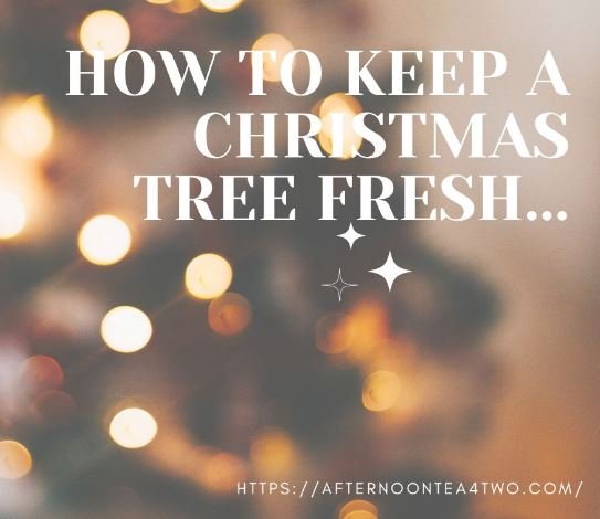 HOW TO KEEP A CHRISTMAS TREE FRESH…